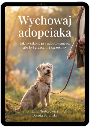 Wychowaj adopciaka. Jak wyszkolić psa adoptowanego, aby był grzeczny i szczęśliwy
