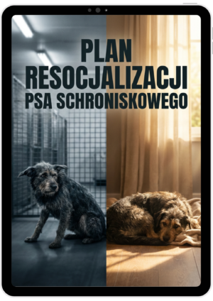 Plan resocjalizacji psa schroniskowego