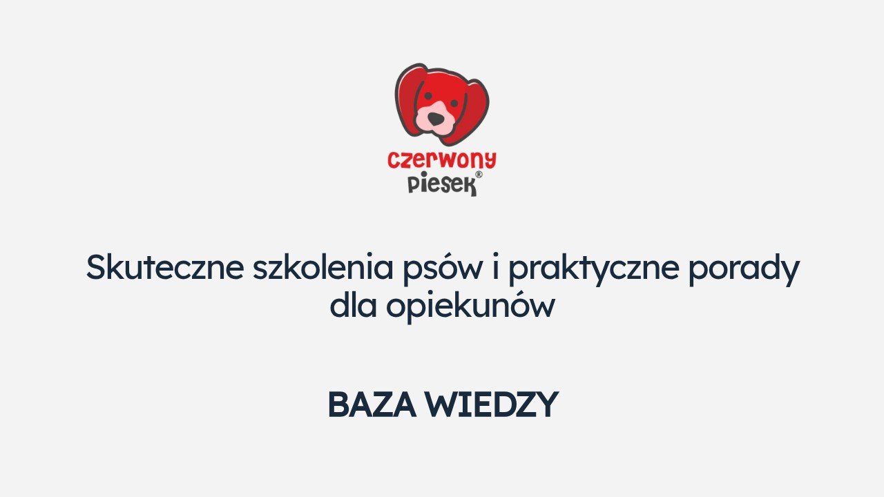 Jak widzi pies: co warto wiedzieć o psim wzroku